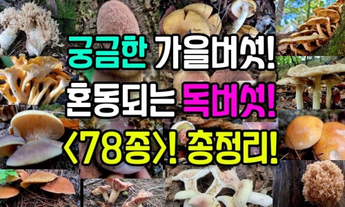 面部脂肪堆积用什么外用药消除-脂肪淤积在脸上网 :分享脂肪淤积在脸上怎么去除-脸部脂肪在皮下多少mm知识